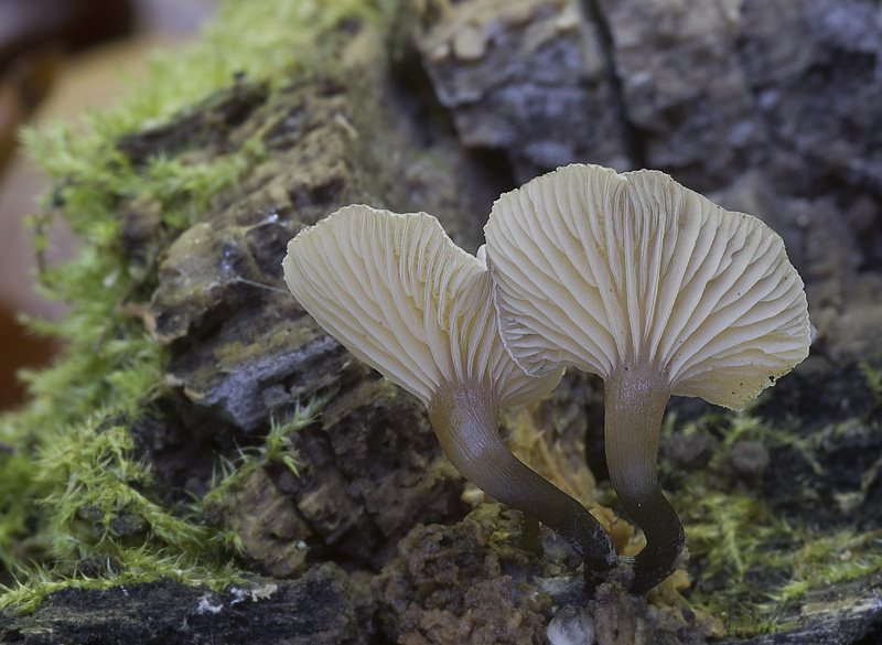 Tephrocybe osmophora